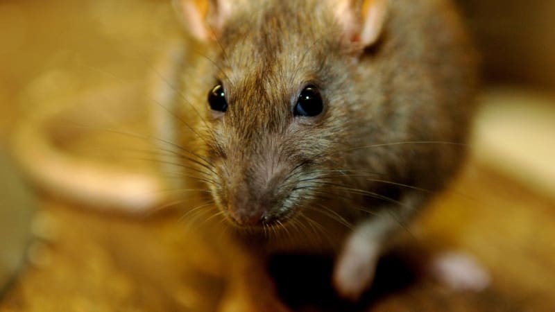 Obludný „krysí hotel“ terorizuje město v USA. Tisíce zvířat ničí auta, krmí je zmatená seniorka