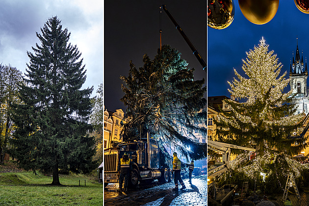 OBRAZEM: Z Děčínska až do srdce Prahy. Podívejte se na putování vánočního smrku