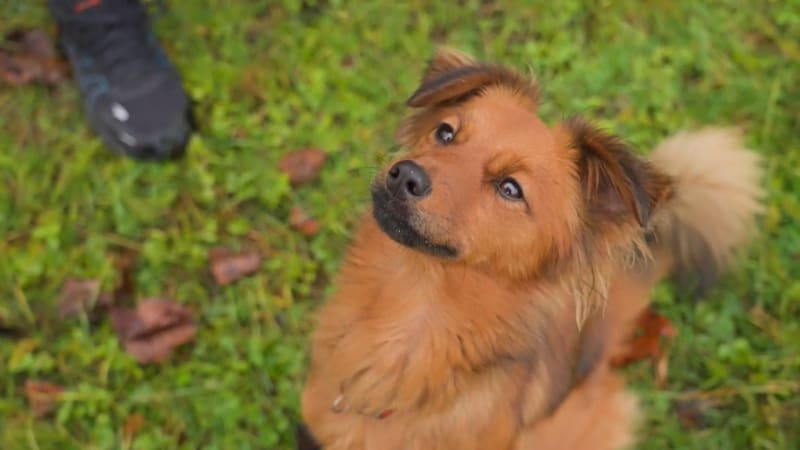 Chtěli ji utopit, dnes pomáhá dětem i seniorům. Z vystrašené fenky je čtyřnohý terapeut