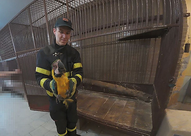 Tropický papoušek uvázl za krk vysoko ve větvích. Hasiči ukázali video ze záchrany