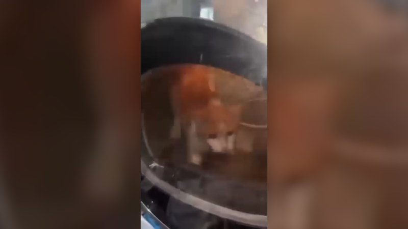 Případ kočky utýrané v sušičce: Policie stíhá dva mladíky. Hrozí jim tři a 1,5 roku vězení