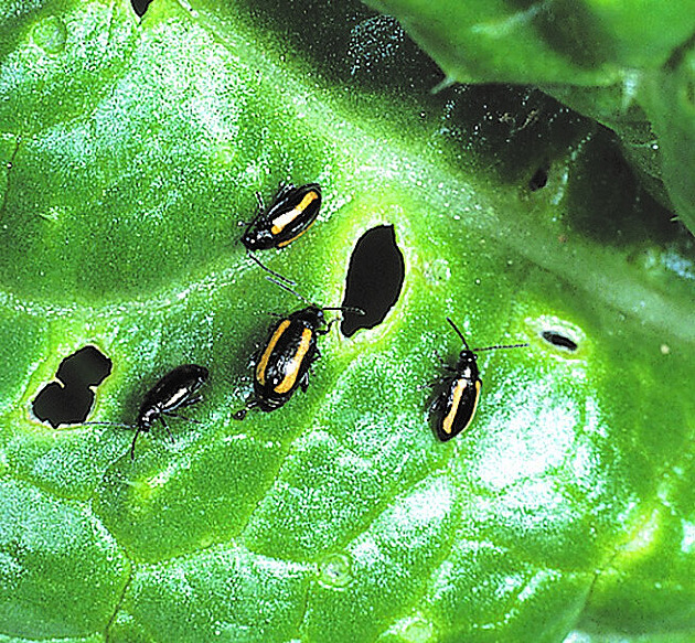 Biologický boj proti škůdcům začíná už v březnu: Jak s nimi nejlépe zatočit?