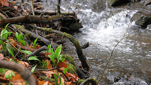 OBRAZEM: To nejzdravější, co příroda nyní dává. Medvědí česnek láká sběrače