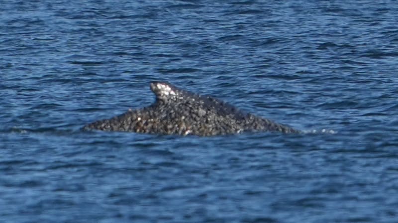 Uvízlá velryba z Baltu je zachráněna. Už si volně pluje otevřeným mořem