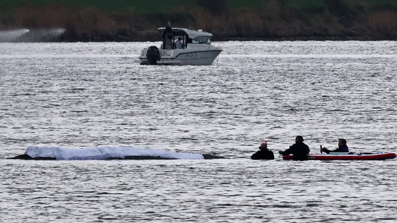 Zachrání Timmyho vzduchové vaky? Boj o život pokračuje, o velrybě přicházejí dobré zprávy