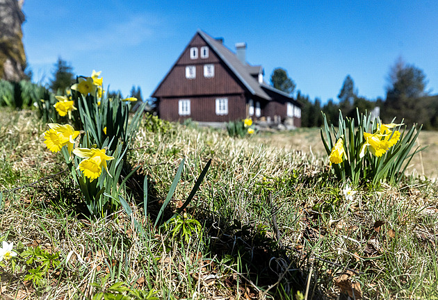 Konec pikniků v moři květů. Instagramový hit, pole narcisů na Jizerce, dostane plot