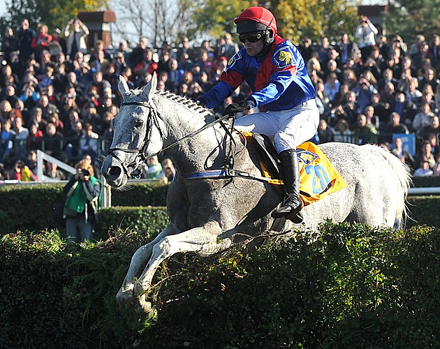 Zemřel legendární kůň Amant Gris, slavný smolař z Velké pardubické