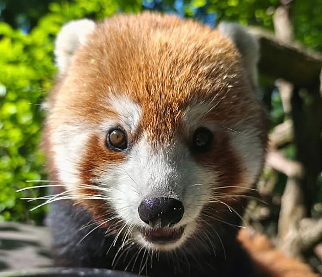 Z výběhu v brněnské zoo utekla panda červená. Policisté ji odchytili v Kníničkách
